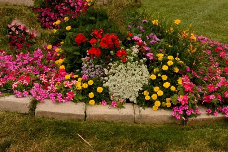 Каскадная клумба фото Petunia Begonia Tagetes Flowers Petunias, Plants, Begonia