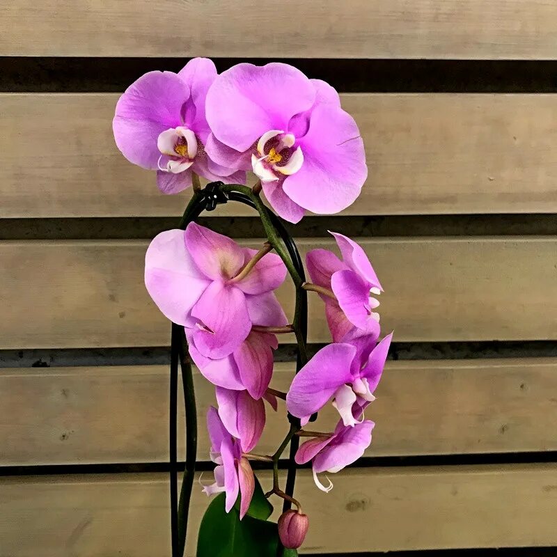 Каскадная орхидея фото Орхидея Фаленопсис Каскад Нежно-Розовый с Белым D12 купить в Москве