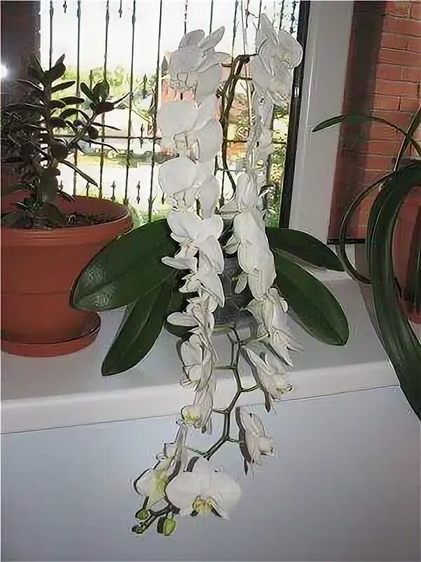 Каскадная орхидея фото Орхидея Фаленопсис Каскад: Каскад Цветов в Вашем Интерьере Планета земля Фотогал