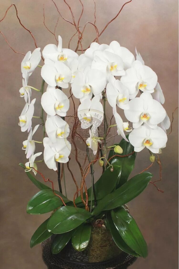 Каскадная орхидея фото Orchids Delivery Orchid Delivery NYC - Same Day Orchid Delivery In New York