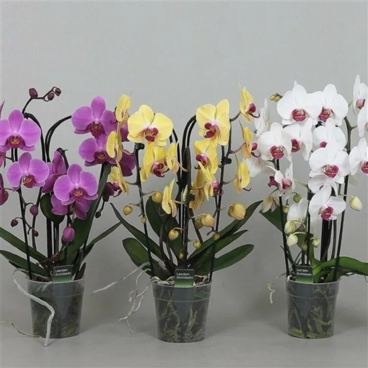 Каскадная орхидея фото Орхидея Фаленопсис каскад купить в интернет-магазине