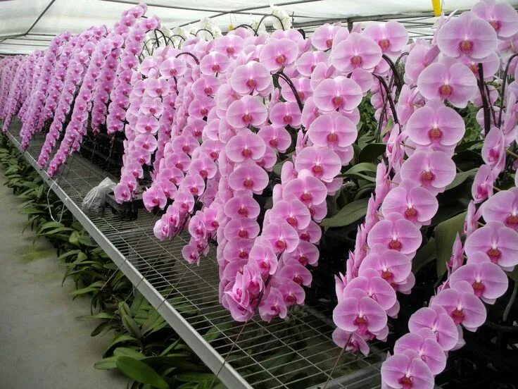 Каскадная орхидея фото Пин от пользователя Flo Teodoriu на доске orchidee Орхидеи, Уход за орхидеями, О