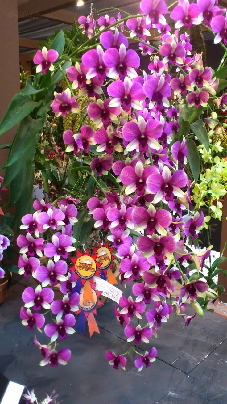 Каскадная орхидея фото OrchidCraze: MAHA Orchid Show 2012 Egzotik çiçekler, Orkideler, Bi̇tki̇