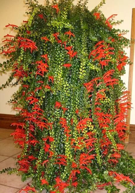 Каскадные комнатные растения фото и названия Columnea 'Cascading Beauty' Landscaping plants, Exotic plants, Planting succulen