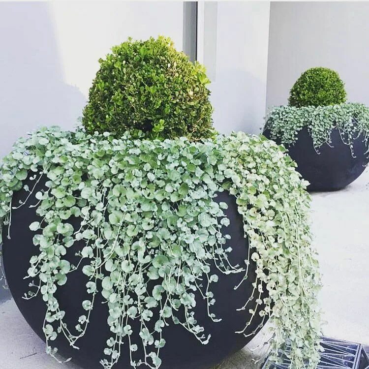 Каскадные комнатные растения фото и названия 563 Likes, 12 Comments - The Balcony Garden (@thebalconygarden) on Instagram: "O