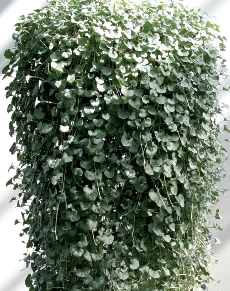 Каскадные комнатные растения фото и названия Silver Falls ™ - Dichondra hybrid Proven Winners Trailing plants, Silver falls d