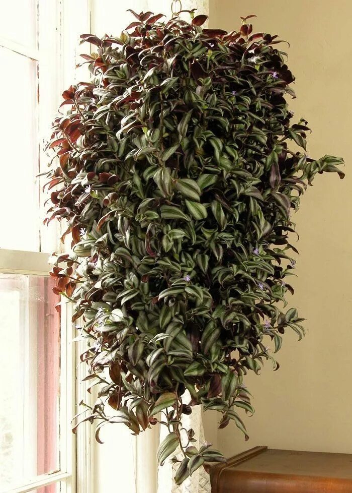 Каскадные комнатные растения фото и названия 26 Best Indoor Vines & Climbers to Grow Easily in Home Indoor vines, Indoor clim