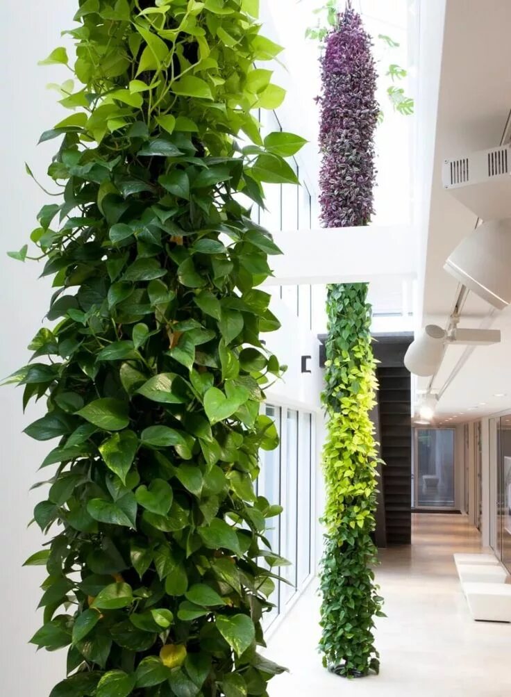 Каскадные комнатные растения фото и названия Green Fortune - Plantwire Vertical garden design, Vertical garden indoor, Courty