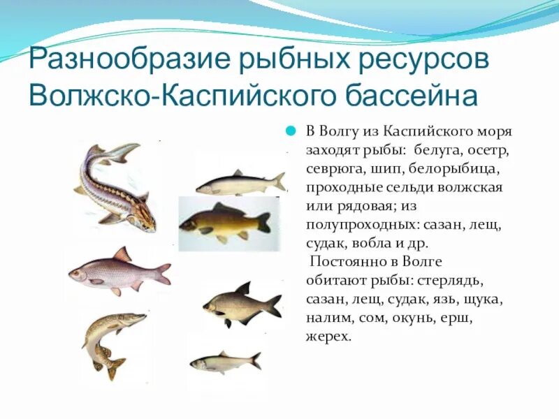 Каспийское море какая рыба водится фото Картинки КТО ОБИТАЕТ В КАСПИЙСКОМ МОРЕ