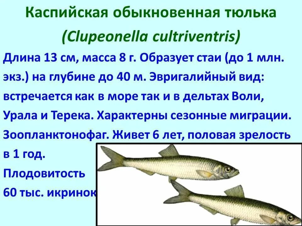 Каспийское море какая рыба водится фото Картинки РЫБЫ ОБИТАЮЩИЕ В КАСПИЙСКОМ МОРЕ