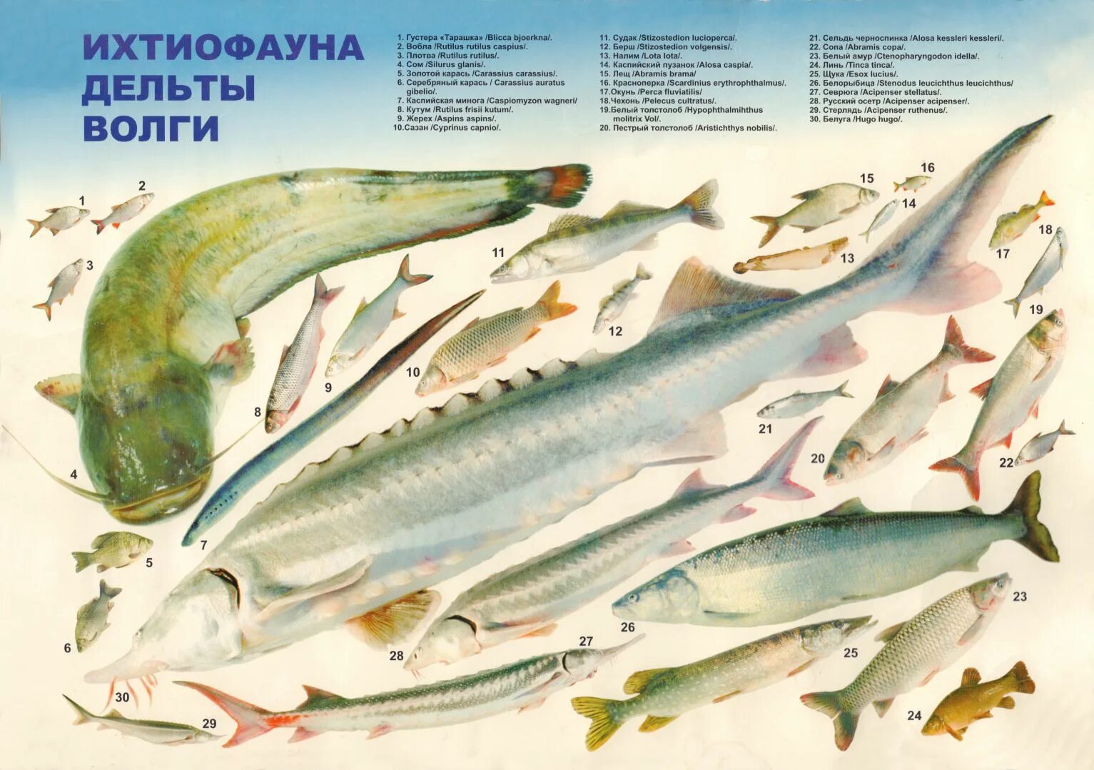 Каспийское море какая рыба водится фото Federal State Budgetary Scientific Institution Caspian Fisheries Research Instit