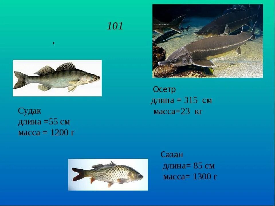 Каспийское море какая рыба водится фото Рыба в каспийске: найдено 87 изображений