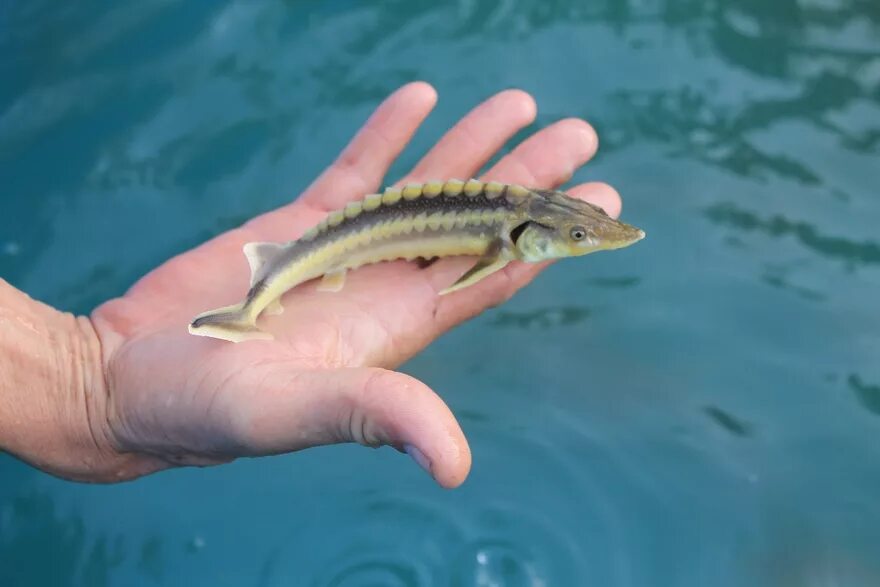 Каспийское море какая рыба водится фото Прикаспийские страны решили продлить мораторий на коммерческий промысел осетровы