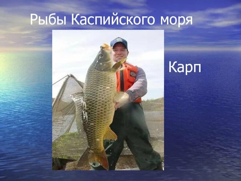 Каспийское море какая рыба водится фото Каспийское море рыбный - найдено 88 картинок