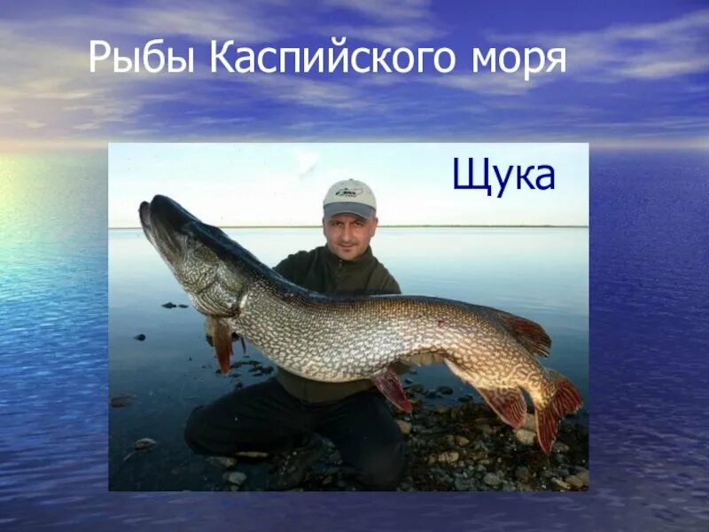 Каспийское море какая рыба водится фото Картинки КАКИЕ РЫБЫ ЕСТЬ В КАСПИЙСКОМ МОРЕ