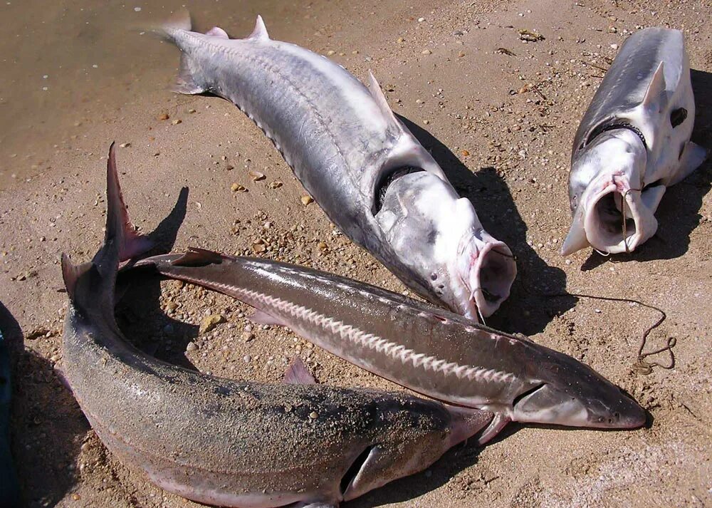 Каспийское море какая рыба водится фото Рыбный тупик - газета "ИНФОРМБИРЖА news"