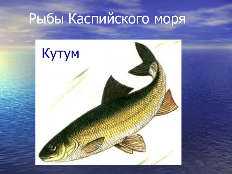 Каспийское море какая рыба водится фото Картинки РЫБЫ ОБИТАЮЩИЕ В КАСПИЙСКОМ МОРЕ