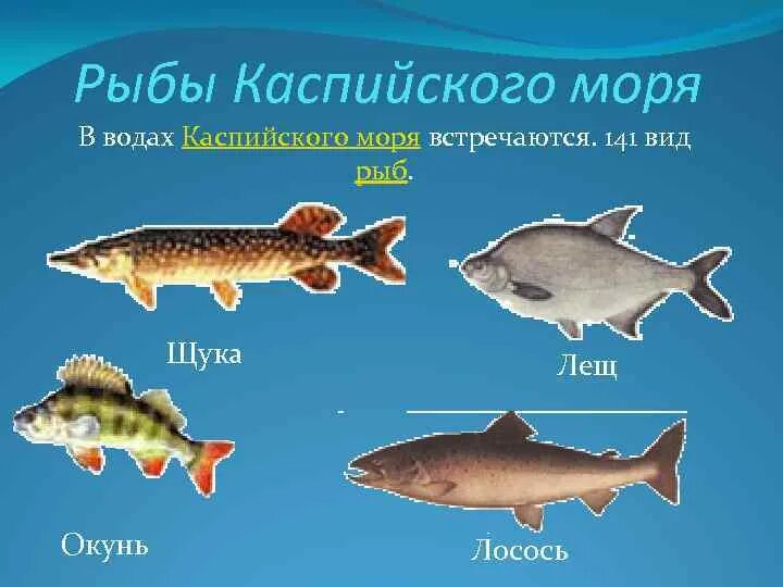 Каспийское море какая рыба водится фото Кто обитает в каспийском море фото YugNash.ru