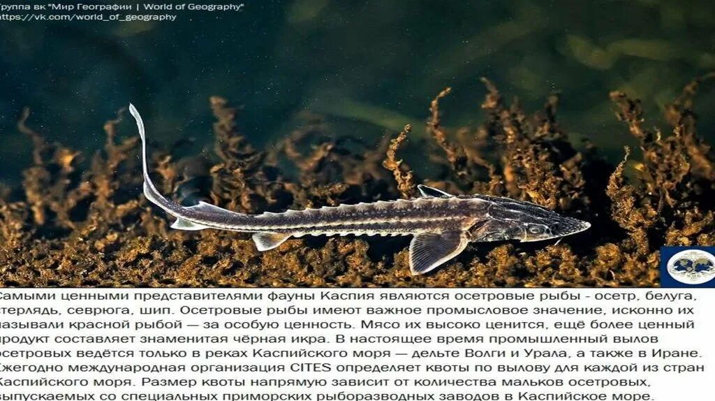 Каспийское море какая рыба водится фото Картинки РЫБЫ ОБИТАЮЩИЕ В КАСПИЙСКОМ МОРЕ