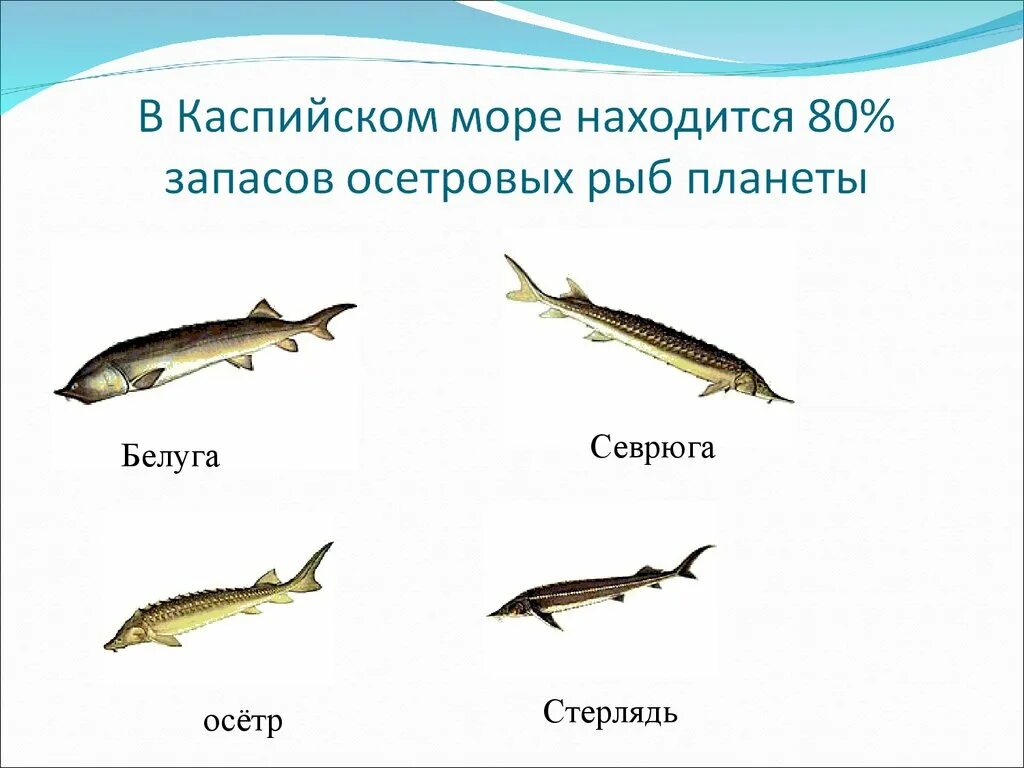 Каспийское море какая рыба водится фото Картинки РЫБЫ ОБИТАЮЩИЕ В КАСПИЙСКОМ МОРЕ