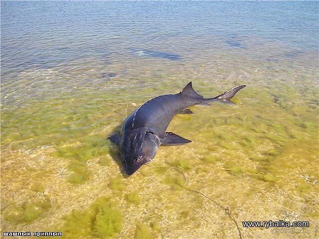 Каспийское море какая рыба водится фото Картинки КТО ОБИТАЕТ В КАСПИЙСКОМ МОРЕ