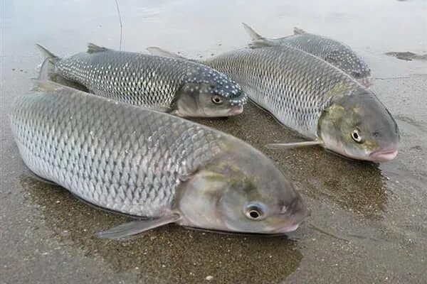 Каспийское море какая рыба водится фото Об исключении рыбы вида "кутум" из красной книги Республики Казахстан