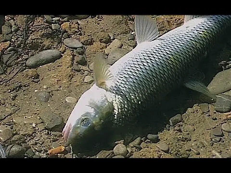 Каспийское море какая рыба водится фото Подводная охота Дагестан Каспий Избербаш Кутум - YouTube