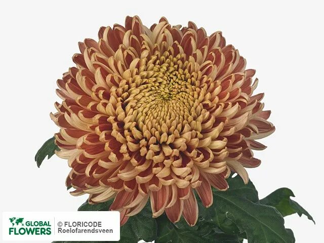 Кассандра хризантема фото Фото Хризантема одноголовая "Cassandra Brons" Global Flowers