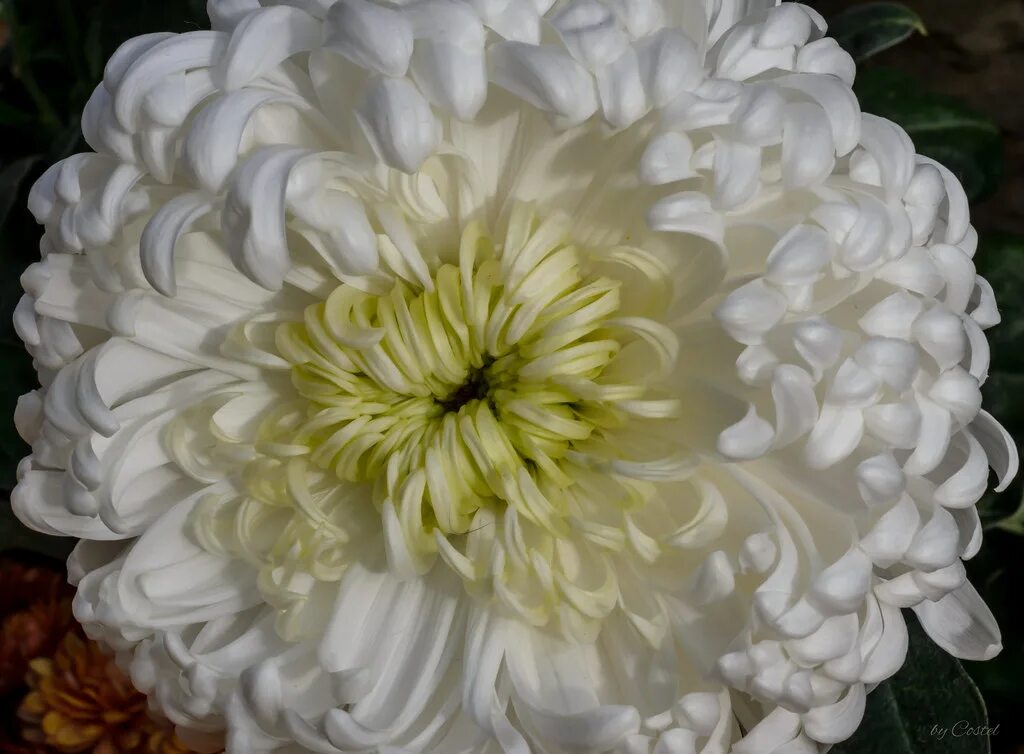 Кассандра хризантема фото White Chrysanthemum White Chrysanthemum. Crizantema Alba Costel Slincu Flickr