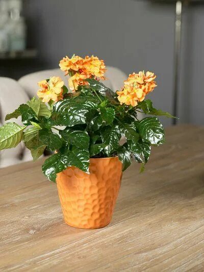 Кассандра цветок фото комнатный уход в домашних Crossandra Mooiwatplantendoen.nl Oranje bloemen, Planten, Kamerplanten