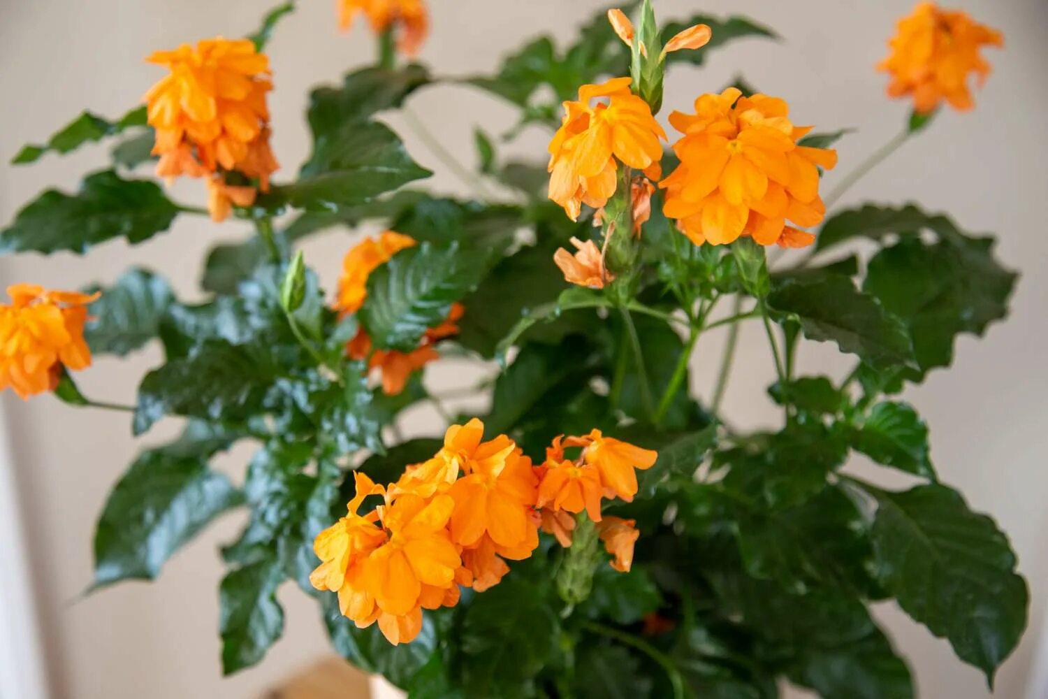 Кассандра цветок комнатный уход фото How to Grow and Care for Crossandra