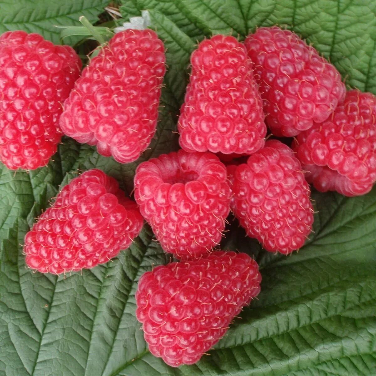 Кастион малина описание сорта фото отзывы Early Season Raspberry Glen Carron - Richard Jackson Garden