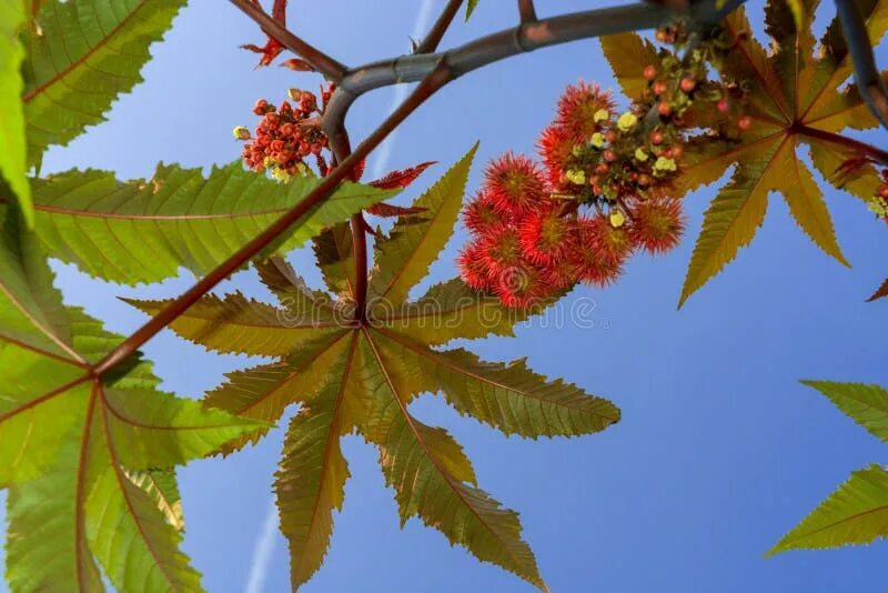 Касторка как выглядит растение Castor oil plant stock image. Image of fruit, castor - 66047981