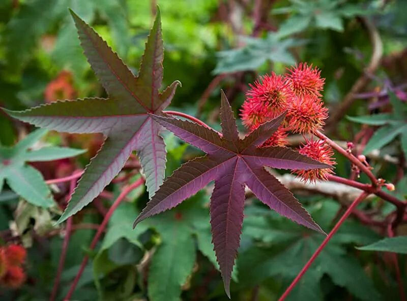 Касторка как выглядит растение Amazon.com: Red Castor Bean Seeds