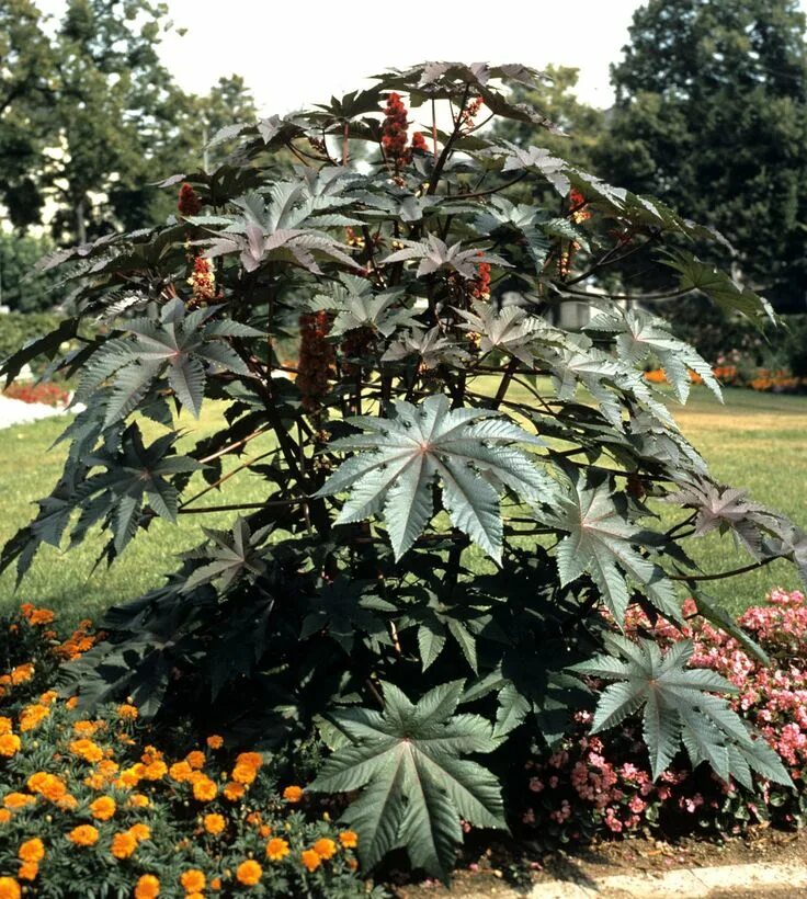 Касторка как выглядит растение Things No One Tells You About the Castor Bean Plant Castor beans, Castor bean pl