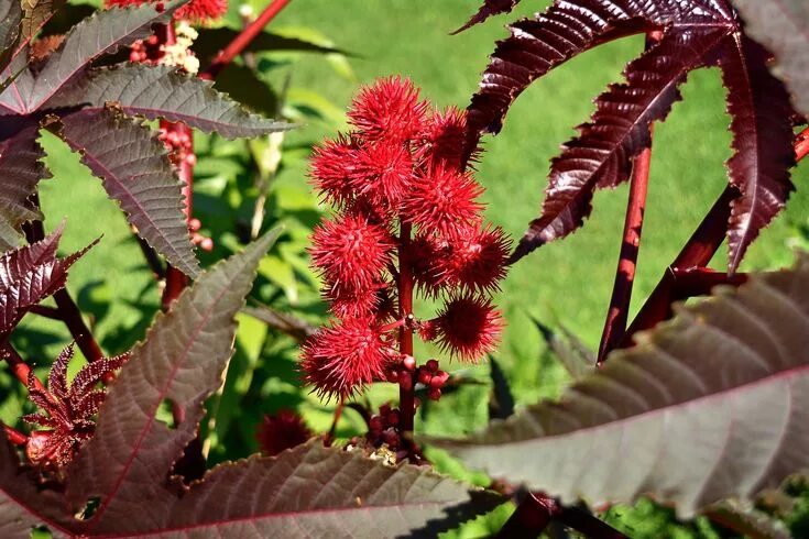 Касторка как выглядит растение Castor Bean Plant Castor bean plant, Plants, Bean plant