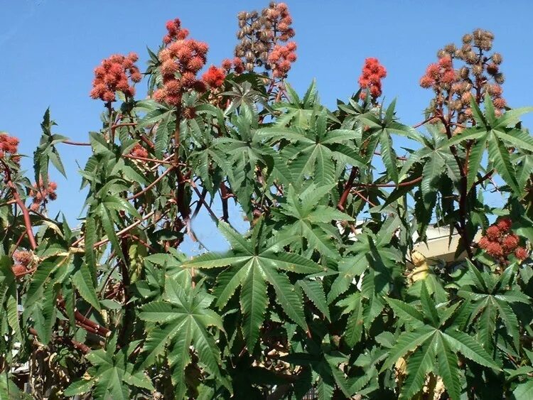 Касторка как выглядит растение Castor oil plant Analytical Wiki Fandom