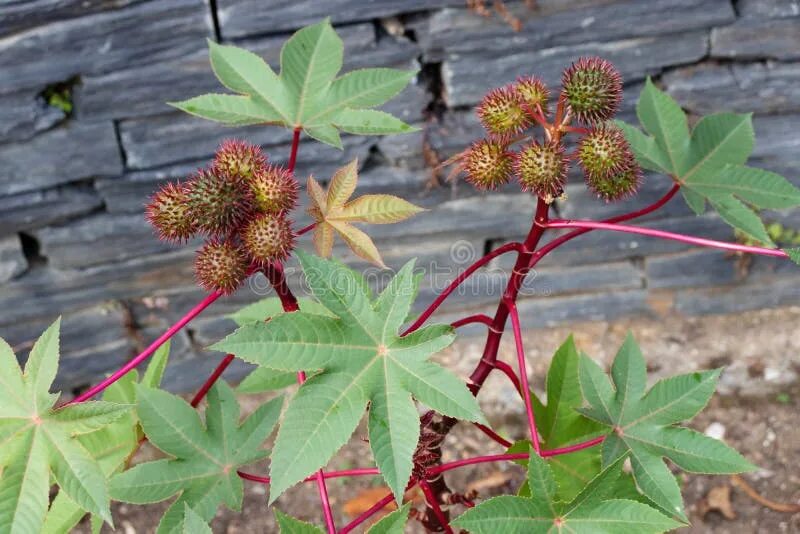 Касторка как выглядит растение Филиал или касторового масла Communis Ricinus завода Стоковое Изображение - изоб