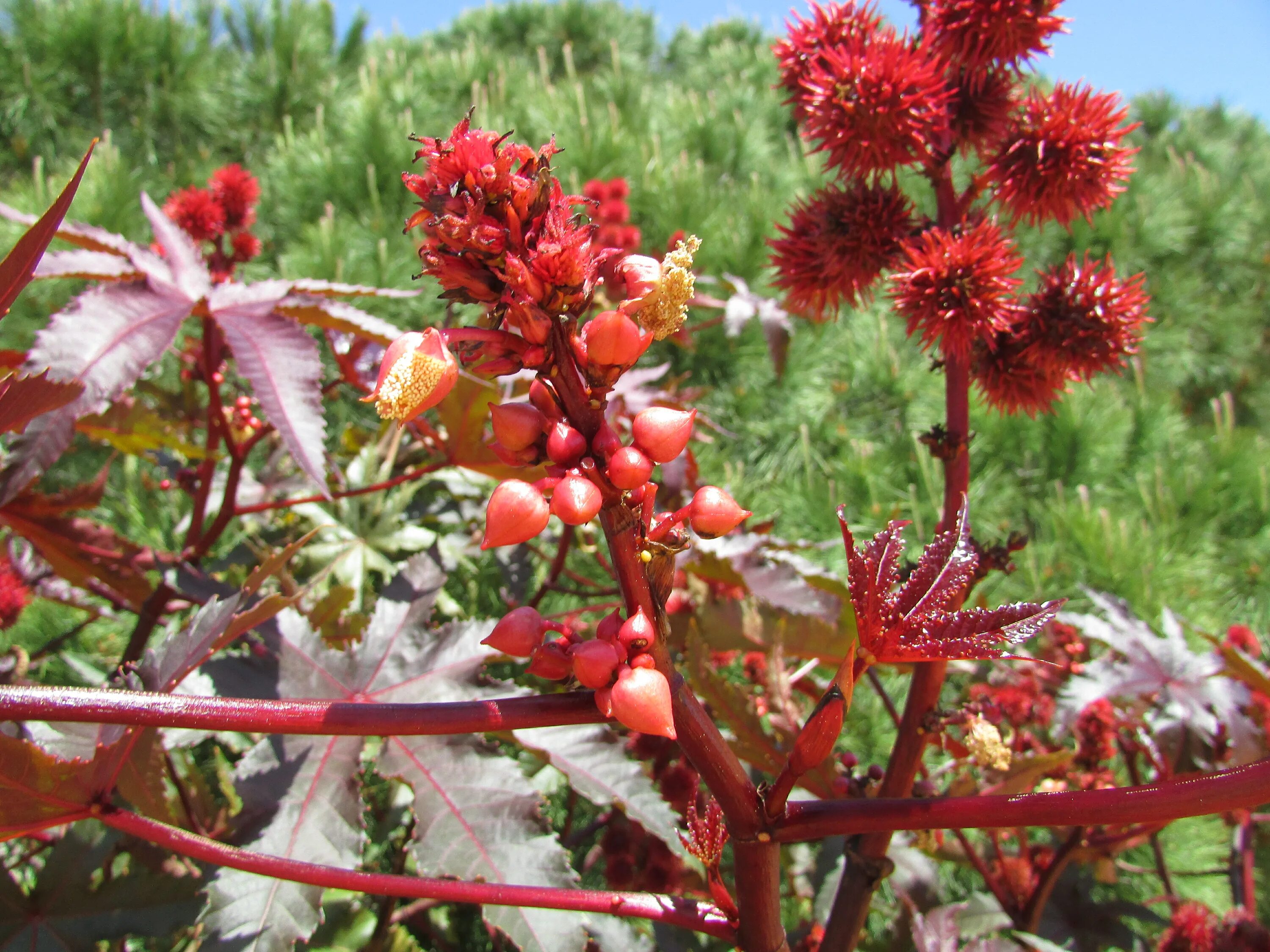 Касторка как выглядит растение File:11-05-2017 Castor-oil-plant, (Ricinus communis), Olhos de Água (2).JPG - Wi