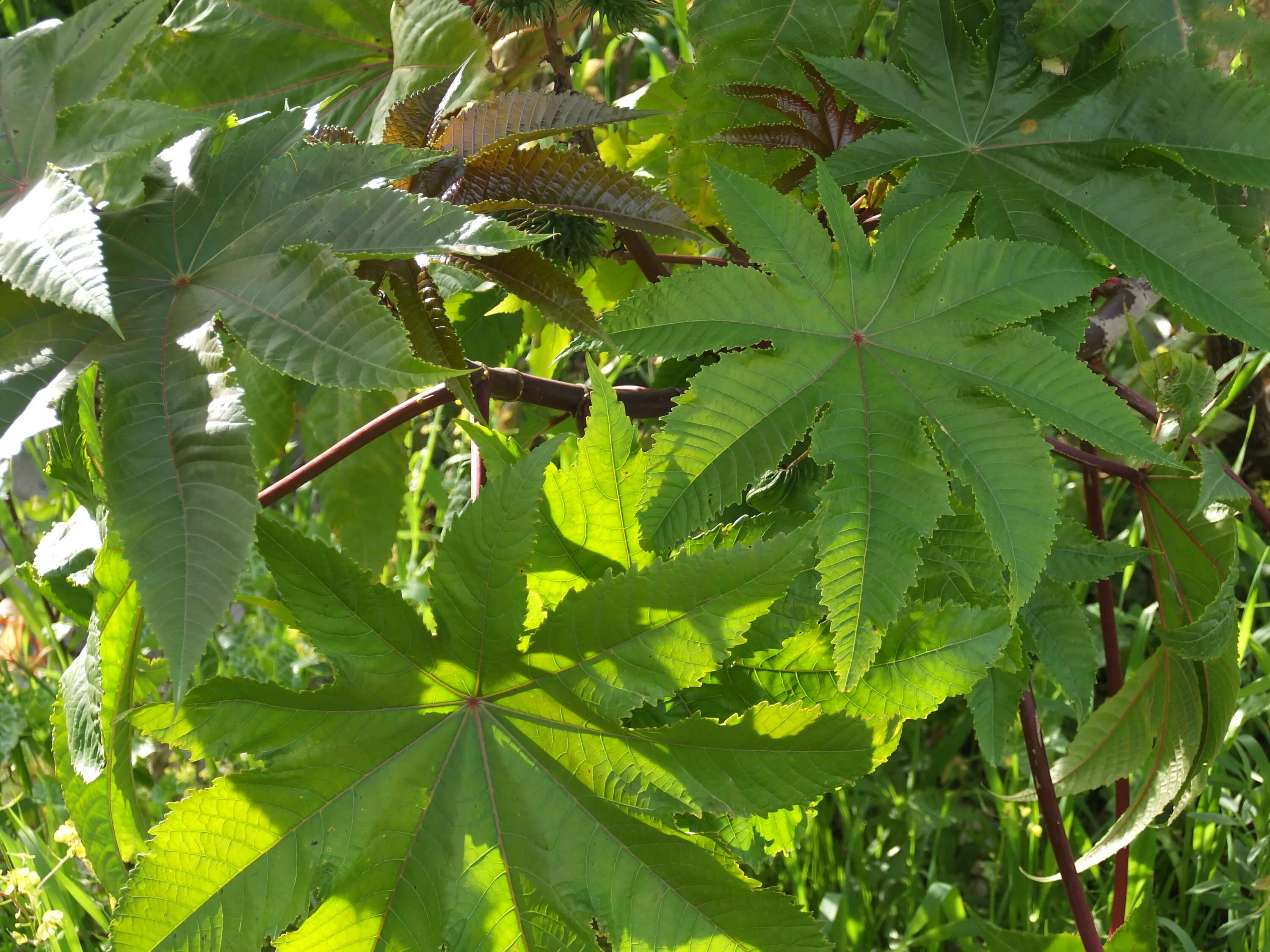 Касторка как выглядит растение File:Castor-oil plant.jpg - Wikimedia Commons