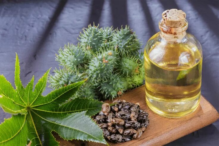 Касторовое масло из чего получают фото растения 6 Benefits of Castor Oil to Help Your Hair Thrive and Feel Amazing - Voice of Ha