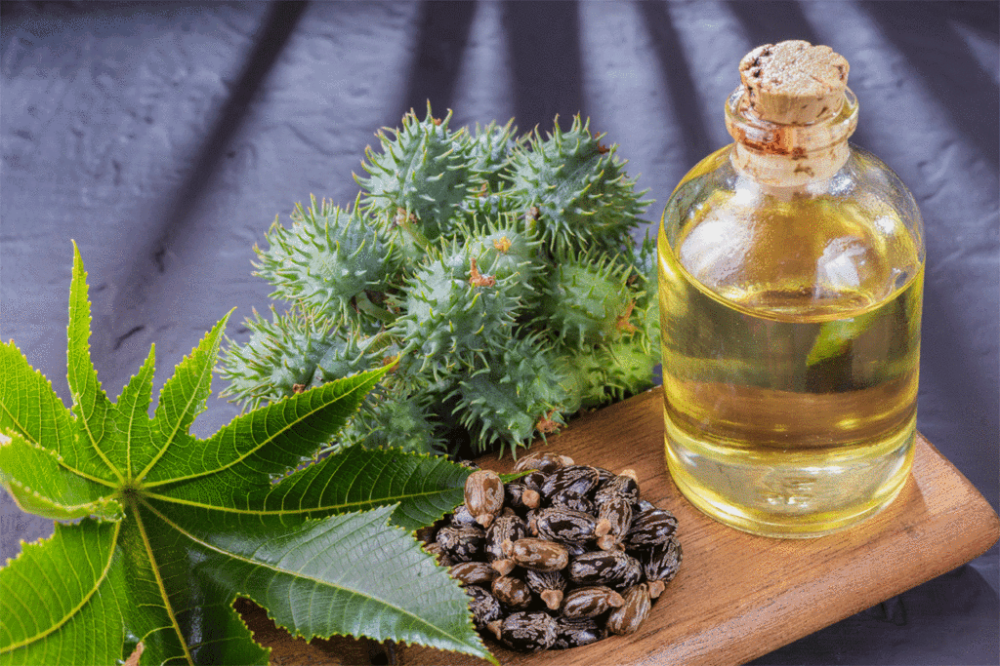 Касторовое масло растение фото 6 Benefits of Castor Oil to Help Your Hair Thrive and Feel Amazing - Voice of Ha