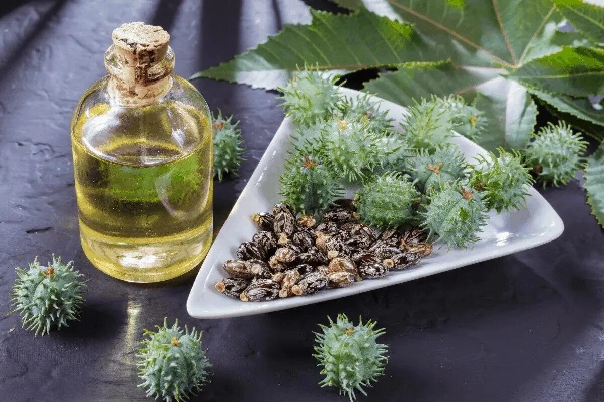 Касторовое масло растение фото CAPACITY OF CASTOR OIL In not-so-distant times, castor oil was in every home. An