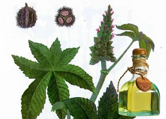 Касторовое масло растение фото How to Heal Arthritis with Castor Oil