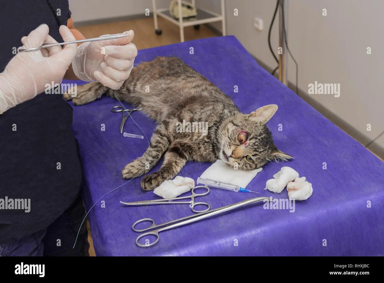 Кастрация кота фото A veterinarian operates a cat's eye with surgical instruments Stock Photo - Alam