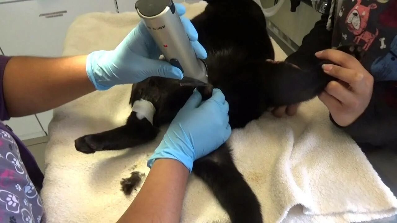 Кастрация кота фото Castration Male Cat - YouTube