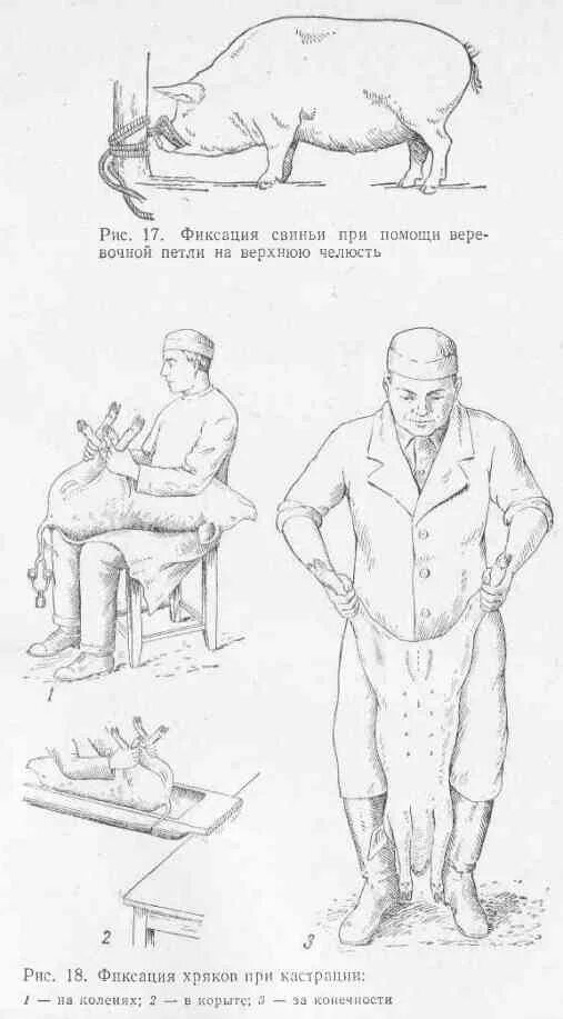 Кастрация поросят своими руками схема Кастрация поросят своими руками схема