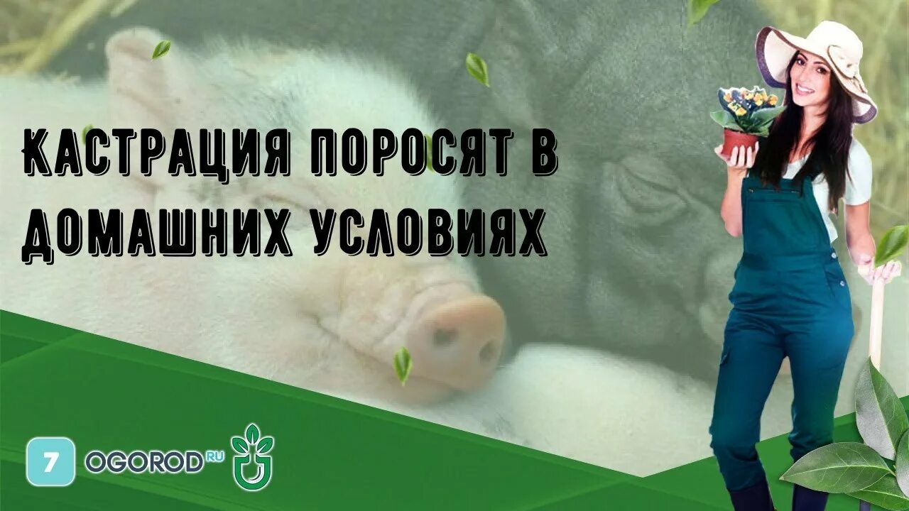 Кастрация поросят своими руками схема Кастрация поросят в домашних условиях - YouTube