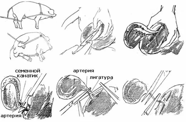 Кастрация поросят своими руками схема Кастрация хряка: как кастрировать, препараты для кастрации