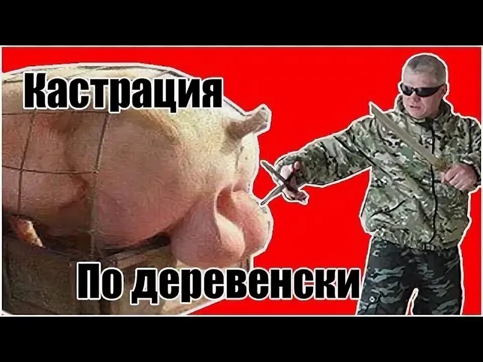 Кастрация поросят своими руками схема Кастрация свиней Деревенская жизнь - YouTube